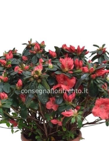 Pianta di azalea con vaso di ceramica