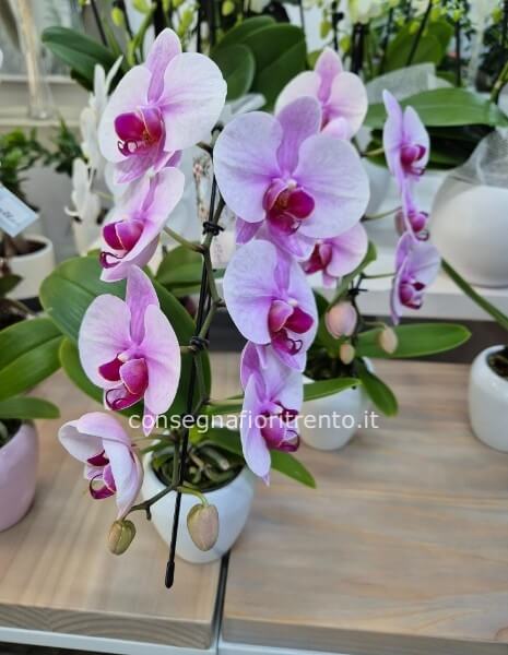 orchidea