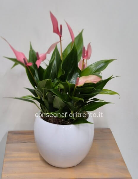 pianta di anturium con vaso di ceramica 