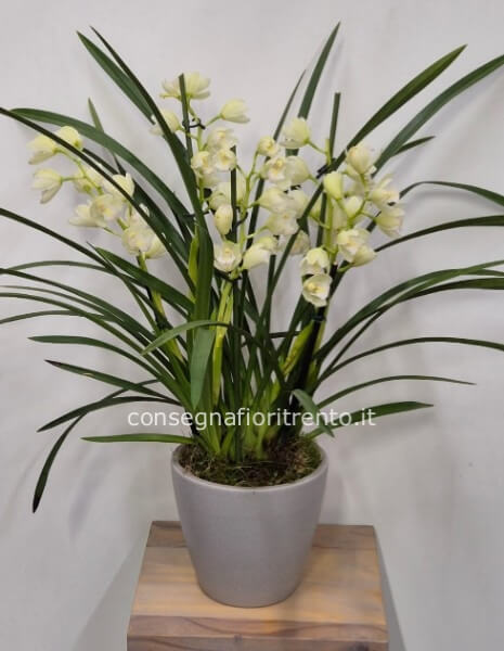 L&acute;orchidea Cymbidium .con vaso di ceramica